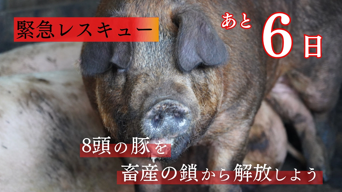 【終了まで残り6日】皆様からの応援メッセージは私たちの活力です