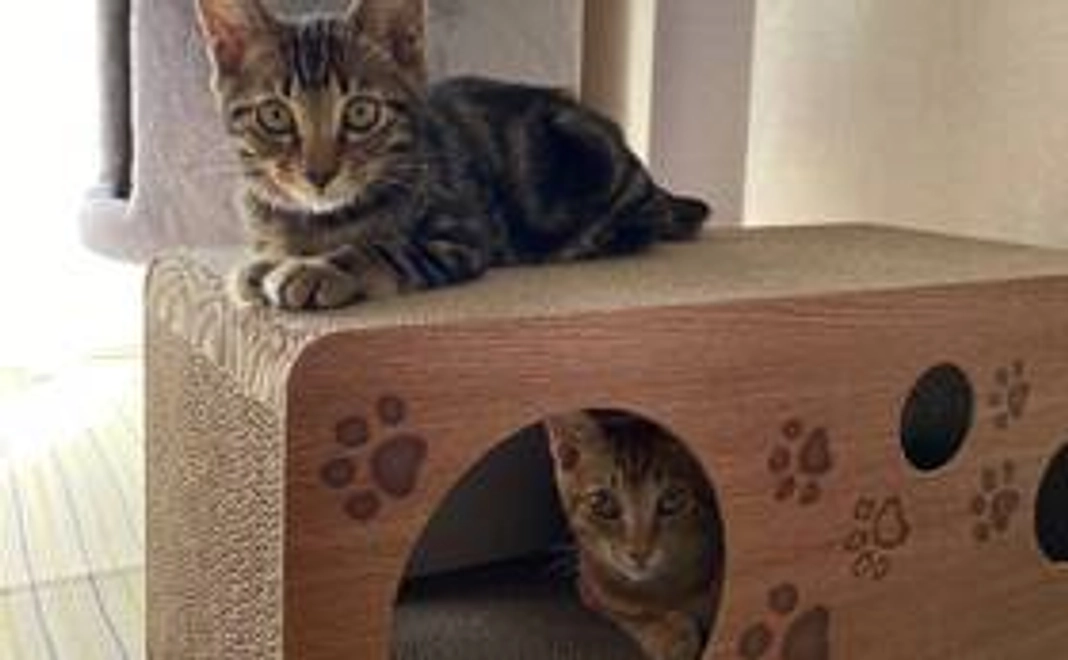 ひじき＆みちゃ応援コース1