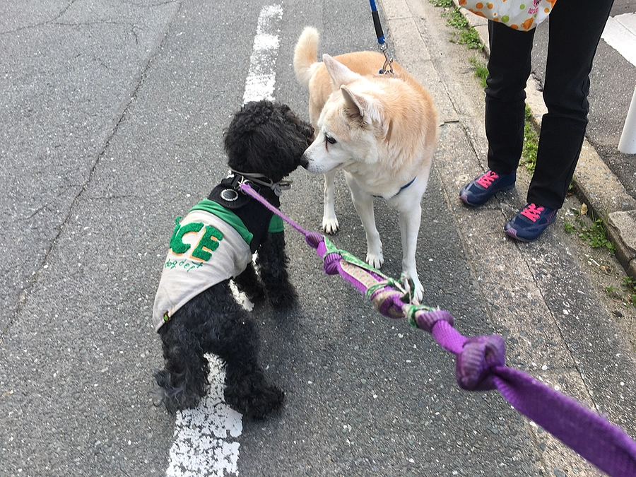 親子でお散歩ボランティアに来られるようになりました。