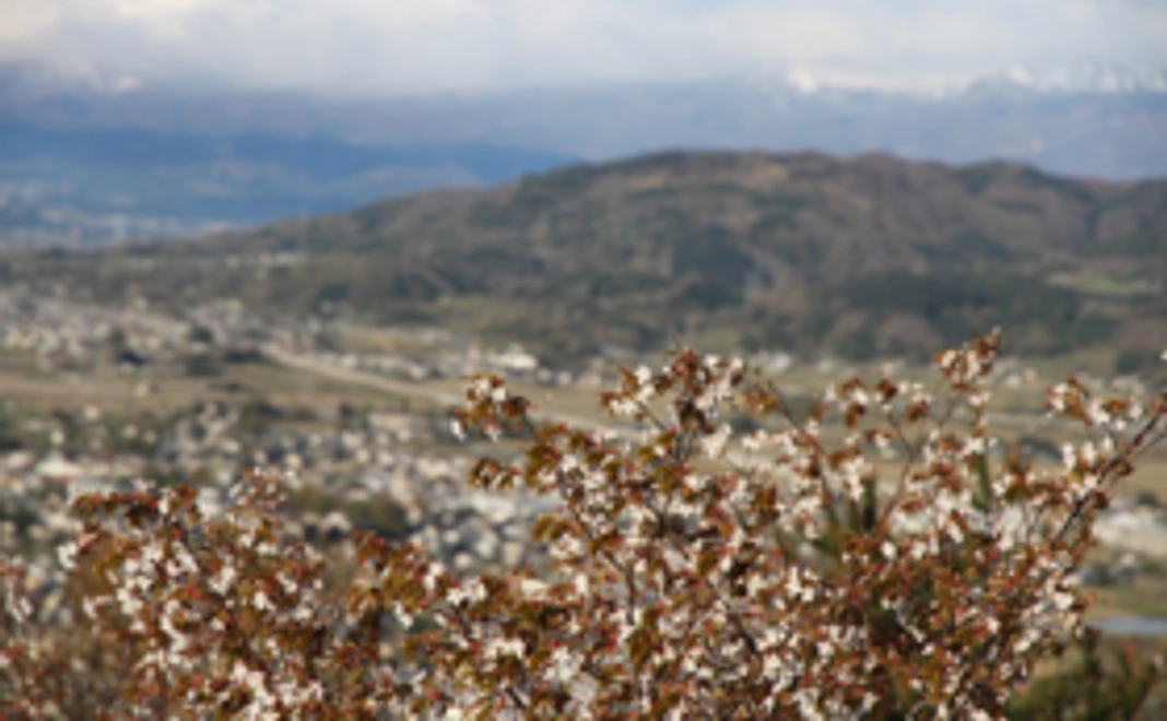 がんばらんしょ！