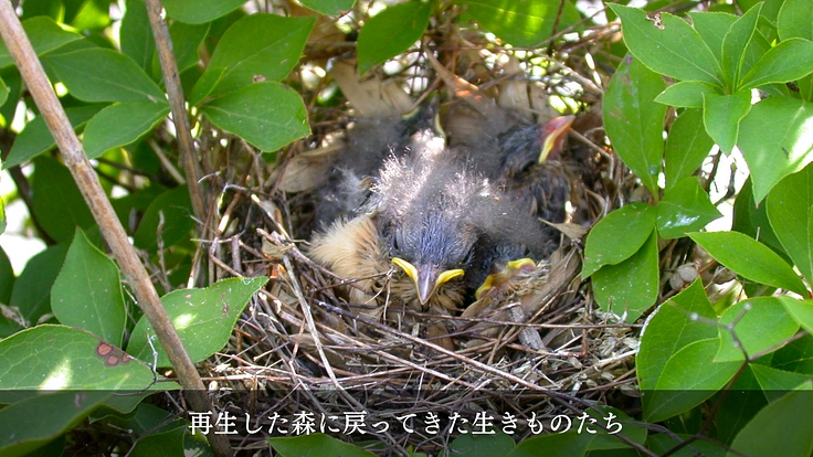 100年後の森の姿をアニメーションで描き、多くの人に伝えたい 6枚目