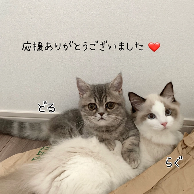 クラウドファンディング達成の収支ご報告