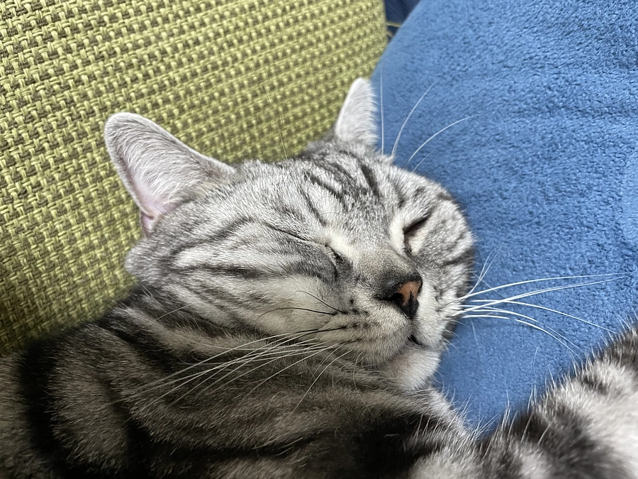 本日の銀時(投薬残り3日)