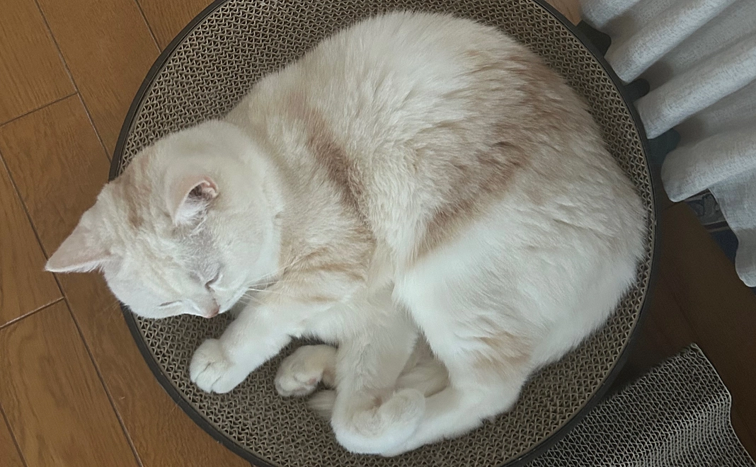 みしぇるをサポート！