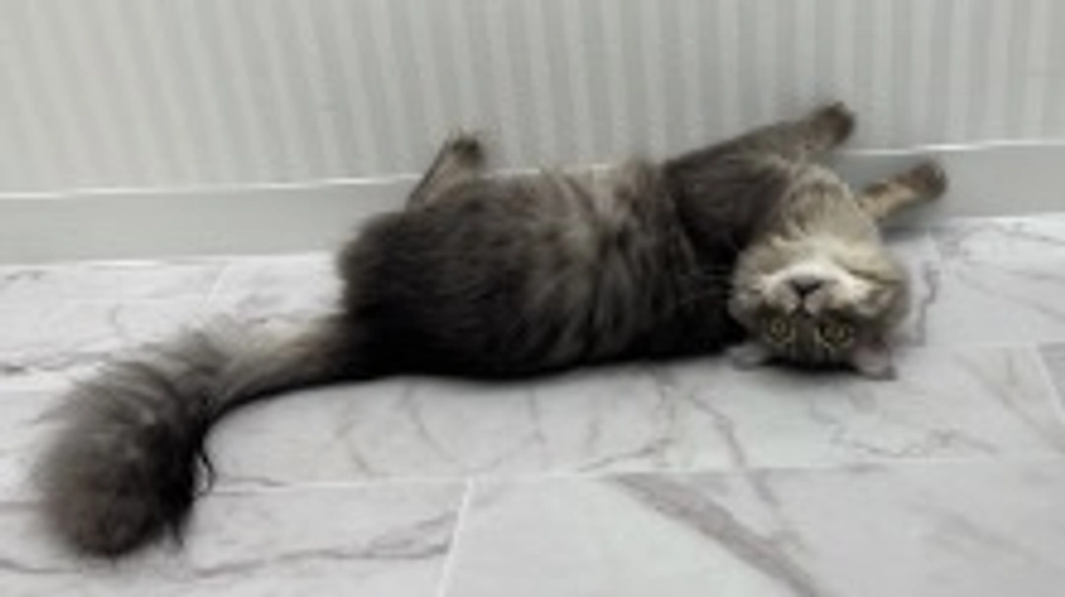 投薬53日目　やっぱりシャカブンなの