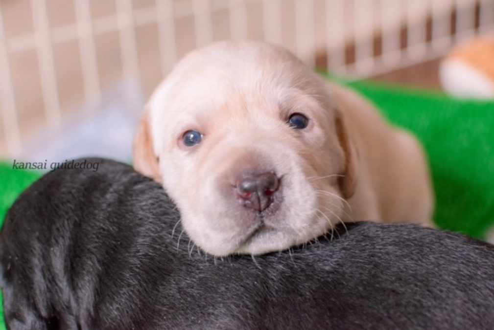 いろんな表情のパピーたち（２０２３／０６／１３）