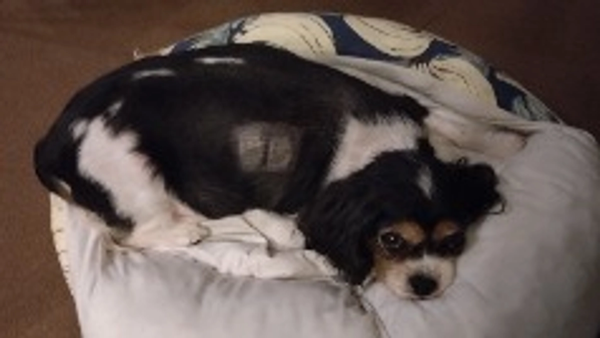 10月22日のハニーの様子