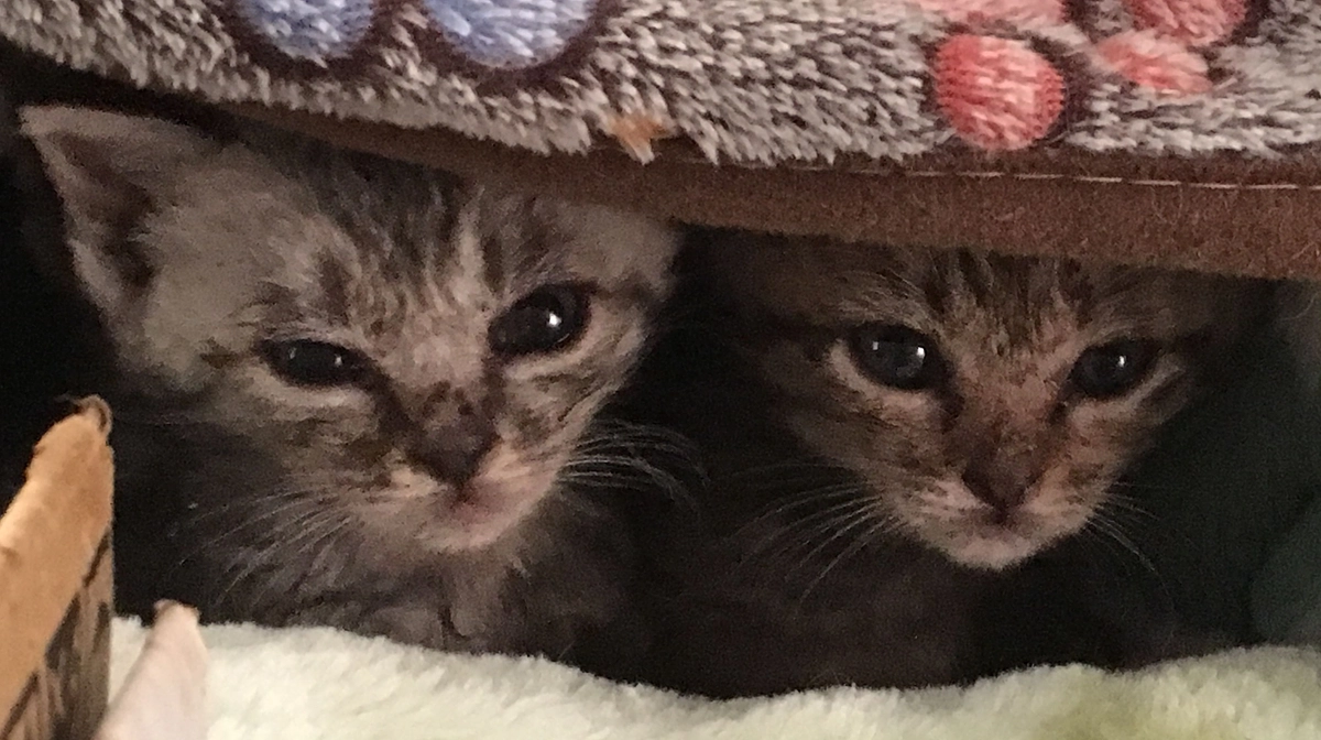 避難所の赤ちゃん猫　2023/05/09～05/20