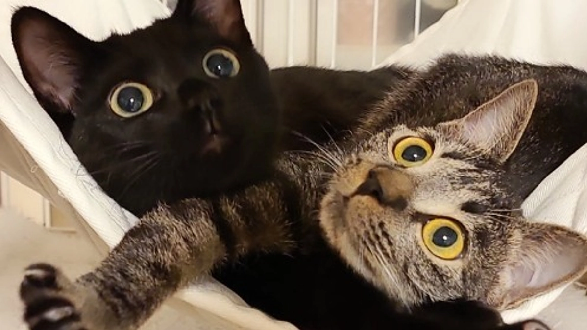 トライアル中「黒いちゃん」が正式譲渡となりました！