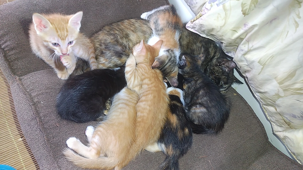 この9匹の赤ちゃんの命を守るためお助け下さい。