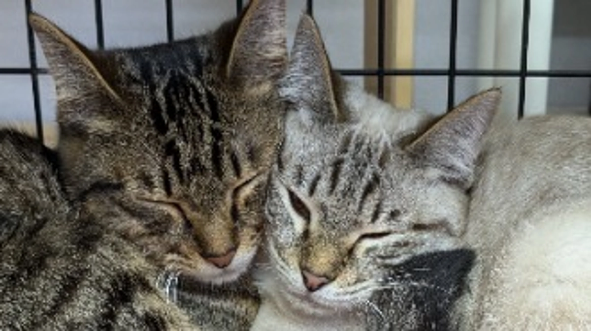 保護猫を家族に迎えませんか　〜譲渡会を開催します〜