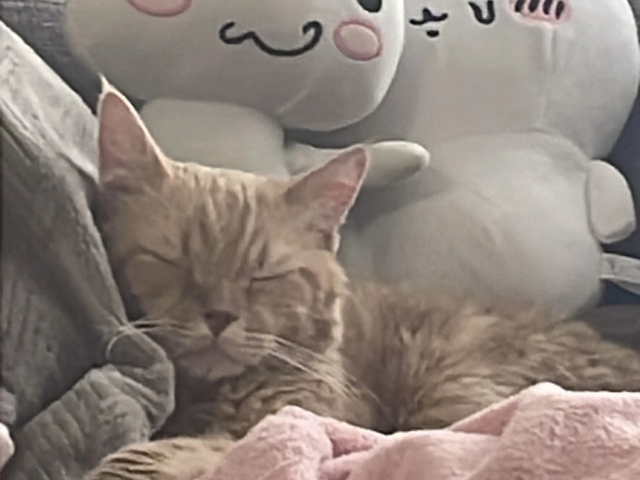 本日5人目の方からのご支援をいただくことができました