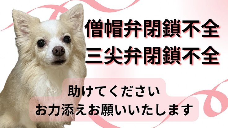 愛犬の僧帽弁閉鎖不全による心臓外科手術のご支援お願いいたします。
