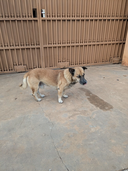 片目の犬は大丈夫と判明し、投薬終了となる☆