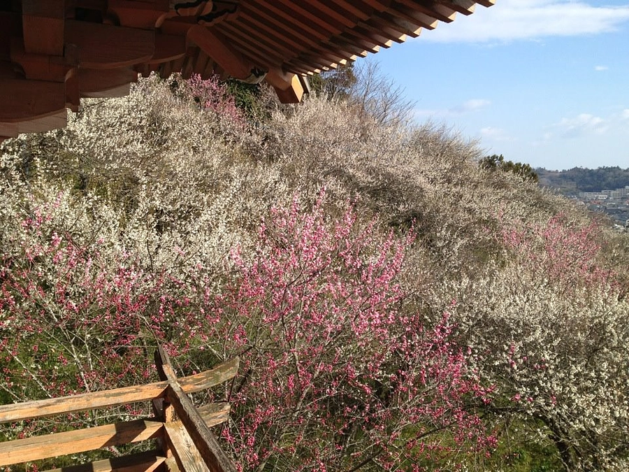 【福島民友新聞社掲載】「みんゆう随想」住職コラム・梅の名所を守り継承するために