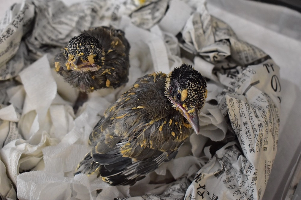 【保護情報】2羽のオナガのヒナ