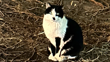 商業施設に暮らす地域猫達との共存を目指して…力を貸してください！ のトップ画像