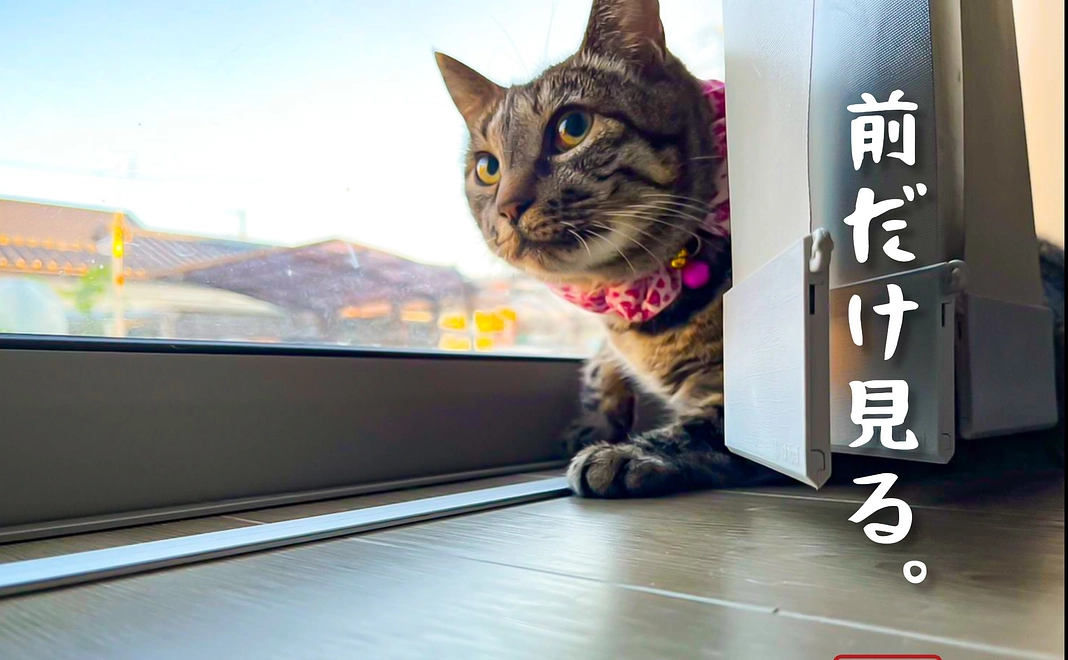 毎月1000円ご支援　シンデレラサポーター