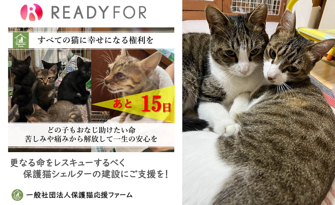 【活動報告】保護猫シェルター建設に伴うご支援のお願い（カウントダウン15日！）