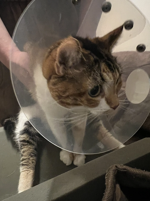 「ロビンの近況報告：バスマット事件と大奮闘のSUB洗浄！」