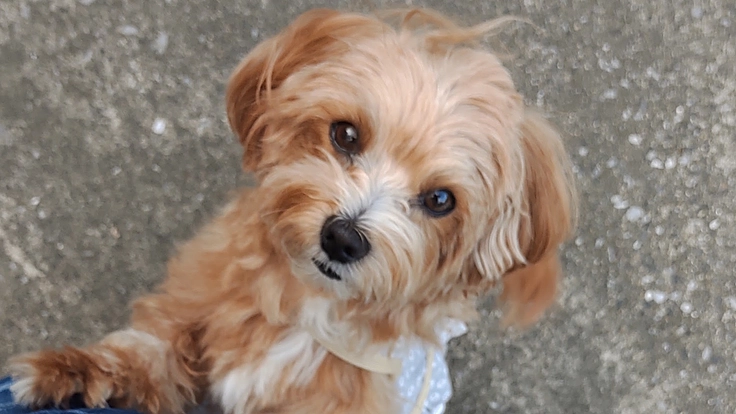 髄膜脳炎と闘う3才のラニーにご支援をお願いします！