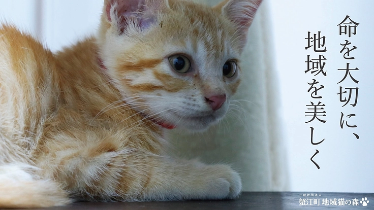 蟹江町の1/3のエリアでTNRMを実施！小さな命を守る為にご支援を