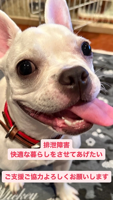 クラウドファンディング初日を終えて