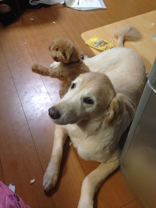 バンビのお姉ちゃんについて