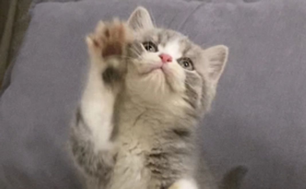 【1000応援】お礼のメール