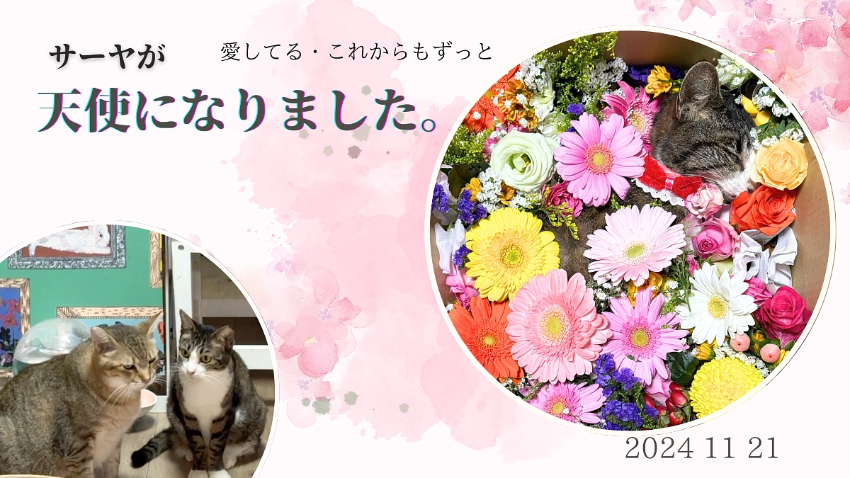 お掃除が行き届いていない神戸のお宅から救出したサーヤが天使になりました。