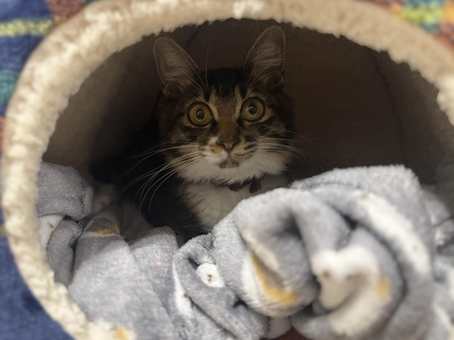 11月12日、投薬50日目💊クラウドファンディング残り12日🆘🚨