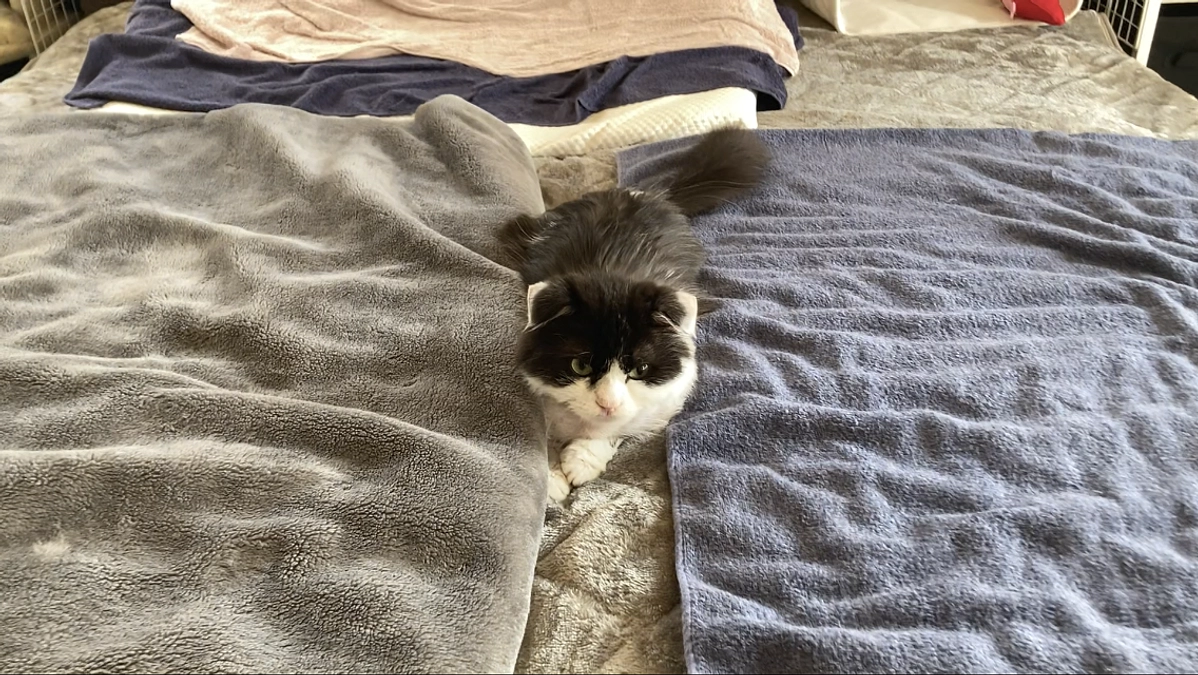 11/2のテオくんの様子