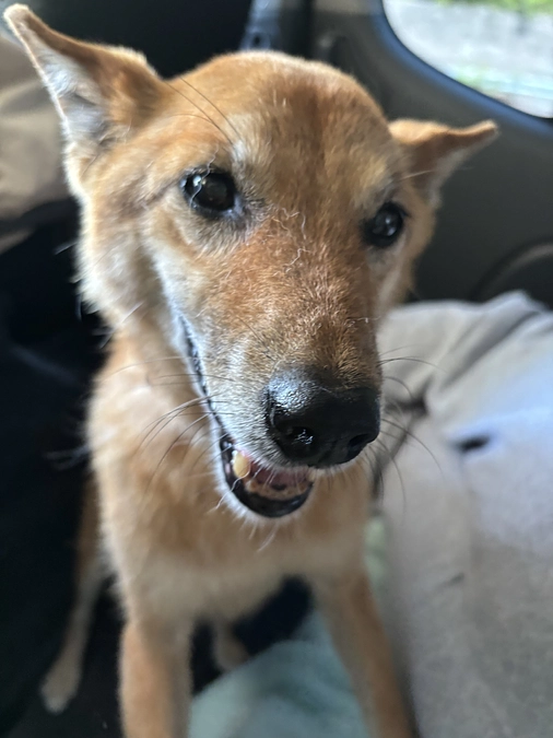 よたよたでも頑張ります