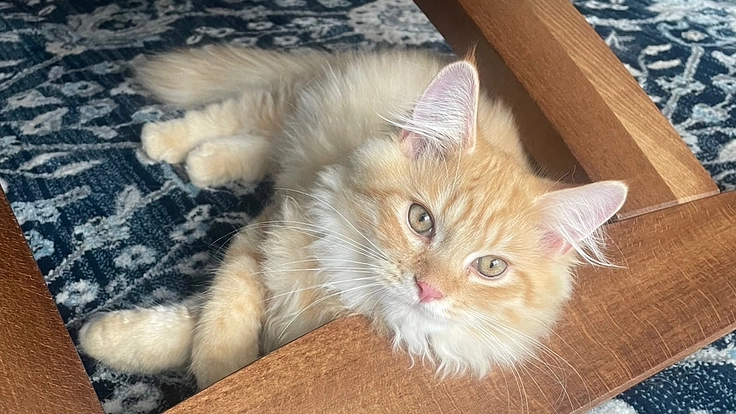 【まろんを助けてください】FIPの治療費が必要です