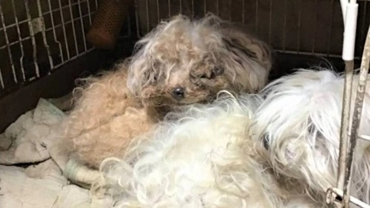 高齢者と暮らし、放置された犬たちのその後。相葉君にトリミングされ、里親さんの所に行き、幸せになるも…