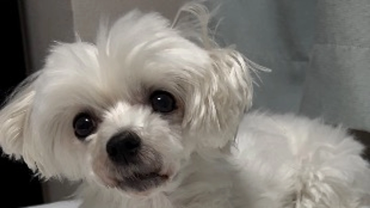 プロジェクトを達成しました🙇