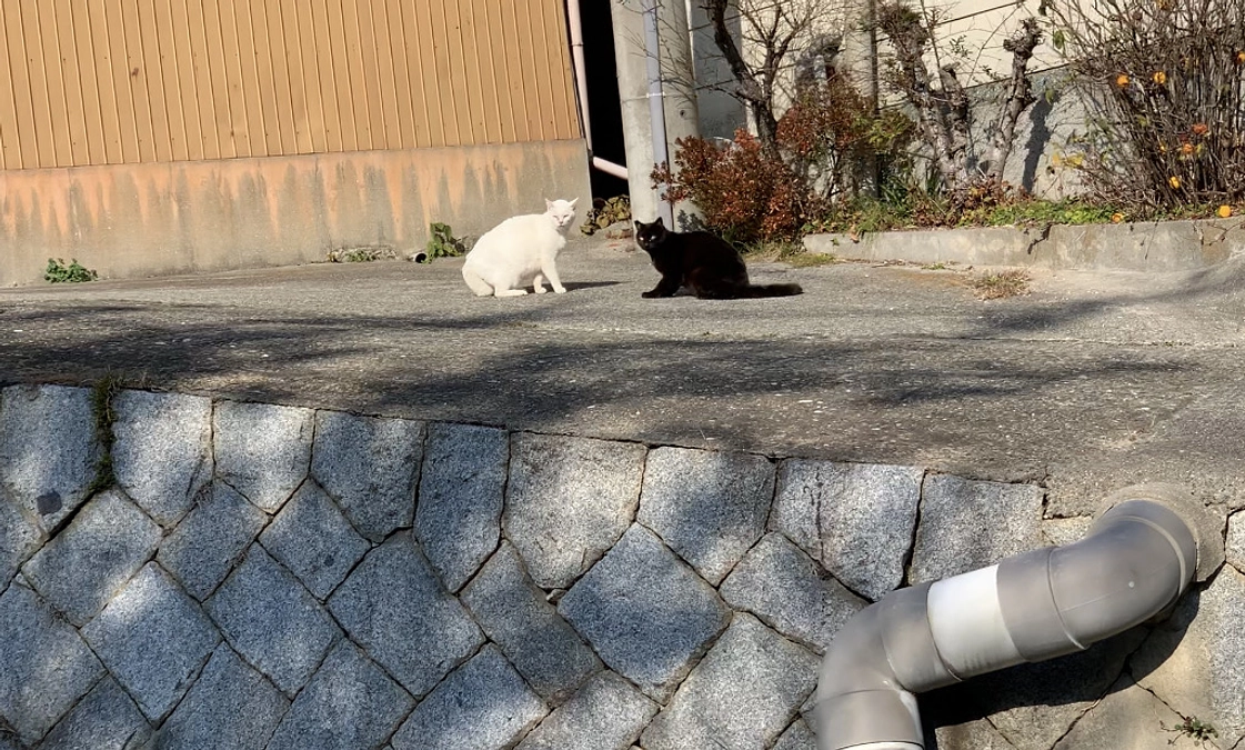 兵庫県動物愛護センター　淡路支所