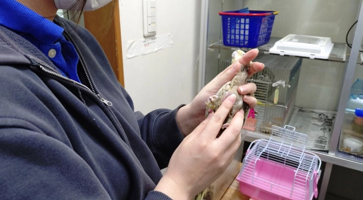 知ってほしい。ちょっと大事な検疫の話