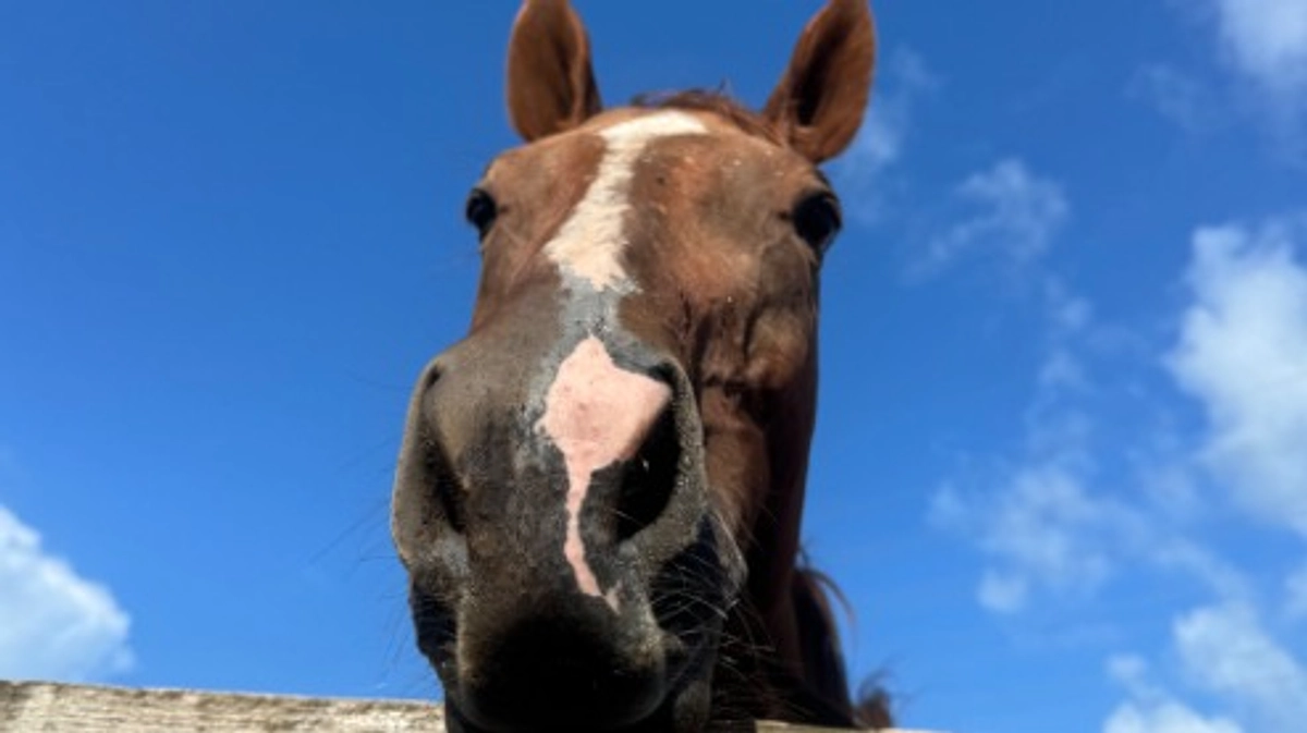 ３度目のクラファンの挑戦中です！