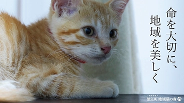 蟹江町の1/3のエリアでTNRMを実施！小さな命を守る為にご支援を のトップ画像