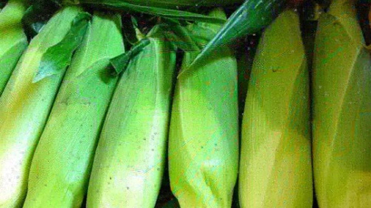 坪倉農園より返礼品のお野菜について