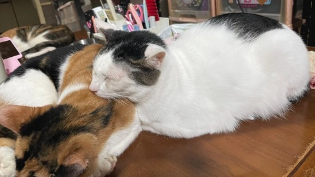 【2022年の初めての多頭飼育崩壊現場対応 〜その５〜 】