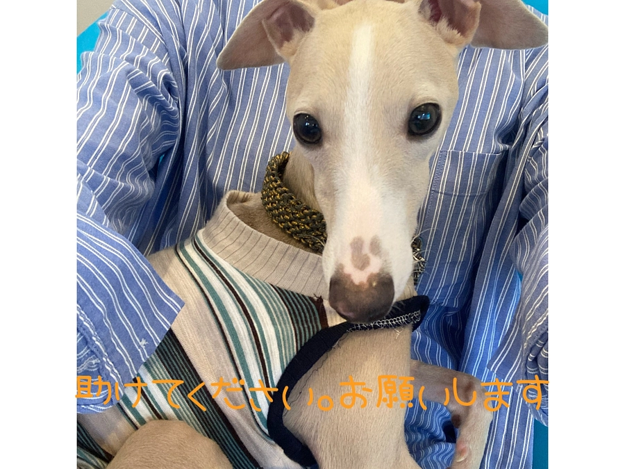 残り15日となりました。皆様ご支援よろしくお願いいたします。