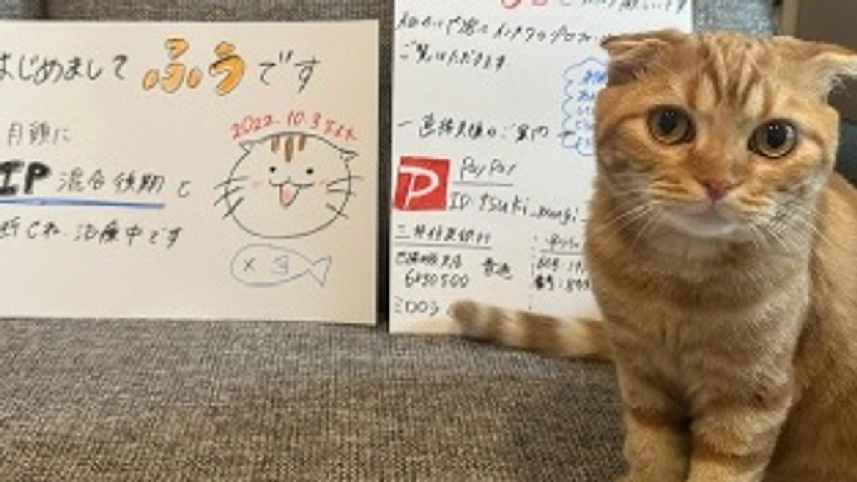 FIP経過観察25日目