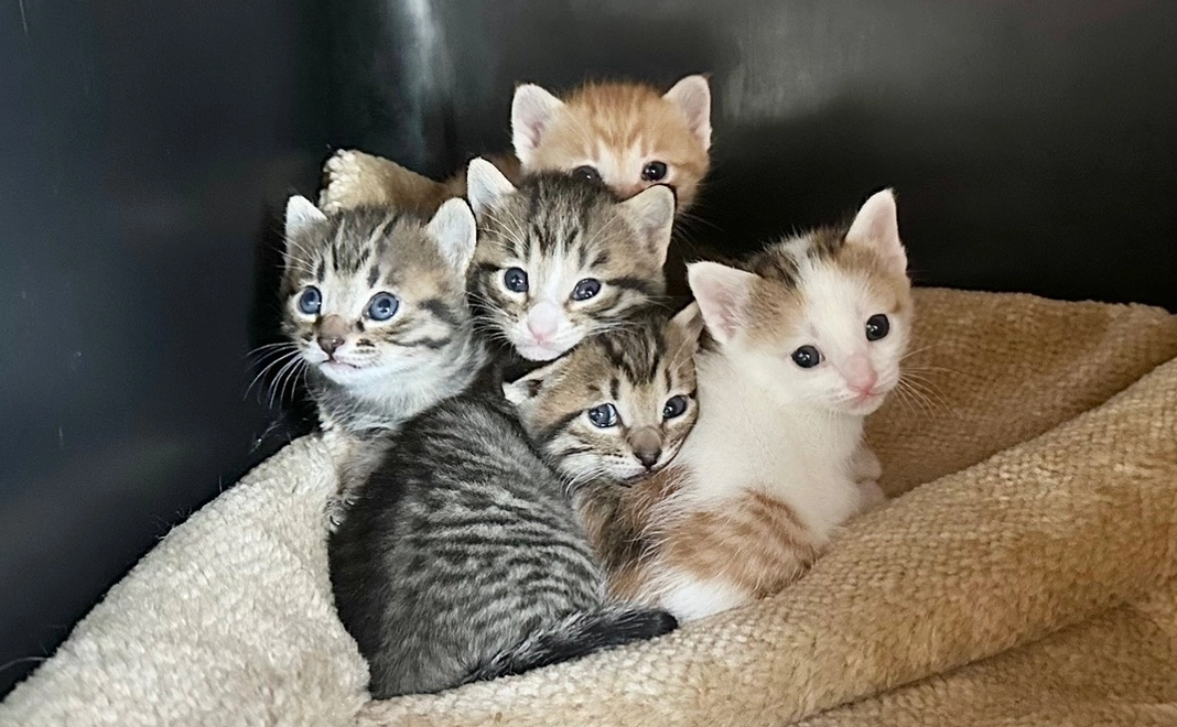 安心とぬくもりのある環境を与えてあげたい!!