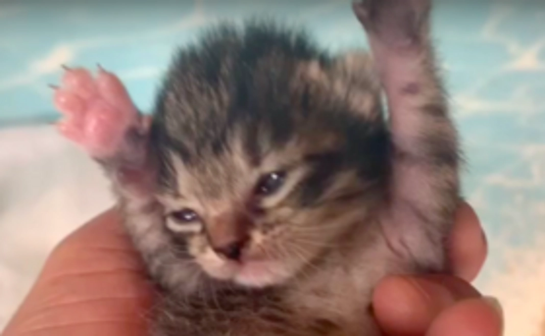 お気持ちコース