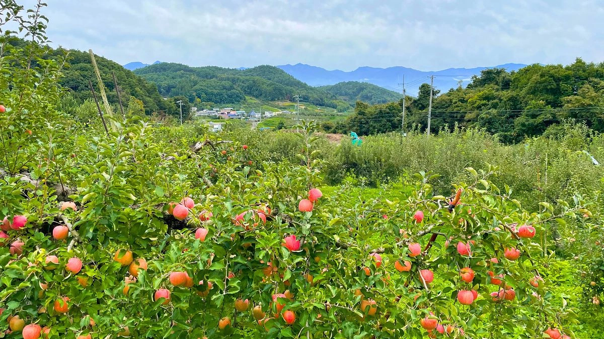 【あと6日！】リターン紹介：飯綱町のりんご園から