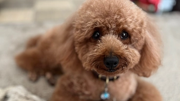 【椎間板ヘルニア】愛犬Toffeeのために力を貸してください のトップ画像