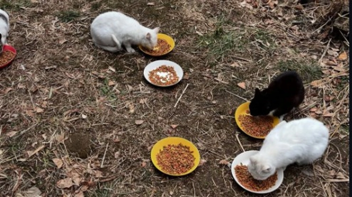 猫にゃんズ　おじいちゃんが遺した猫ちゃんたち　その2