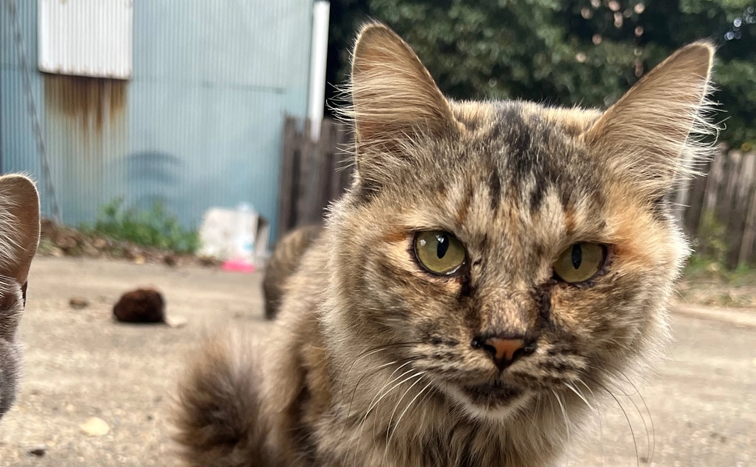 応援コース3,000円